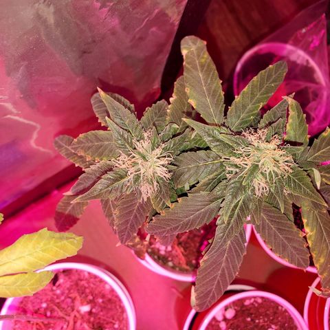 Unknown strain growlog timeline photo