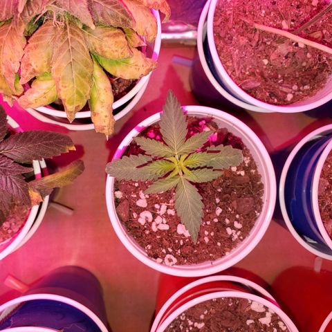 Blueberry Auto growlog photo: Blueberry's! Going on week 3