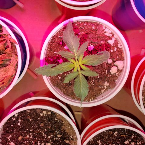 Blueberry Auto growlog photo: Blueberry's! Going on week 3