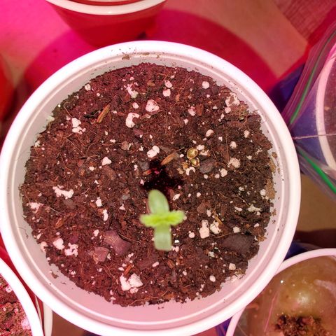 Blueberry Auto growlog photo: ACDC CBD