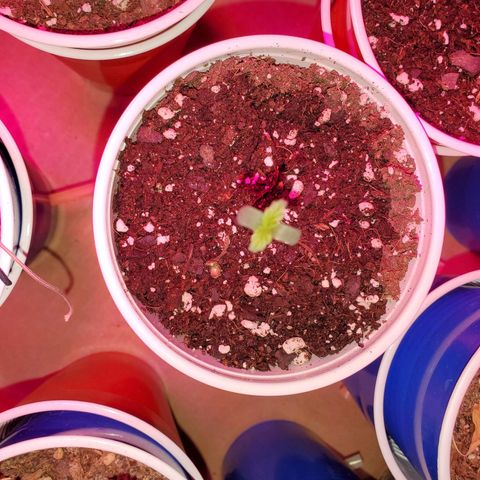 Blueberry Auto growlog photo: Gorilla Glue Auto