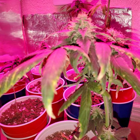 Unknown strain growlog timeline photo