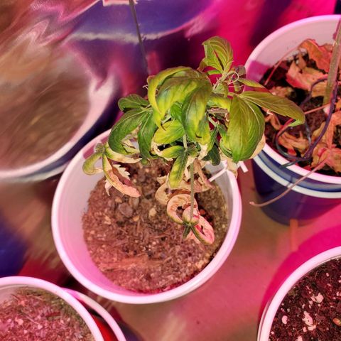Unknown strain growlog timeline photo
