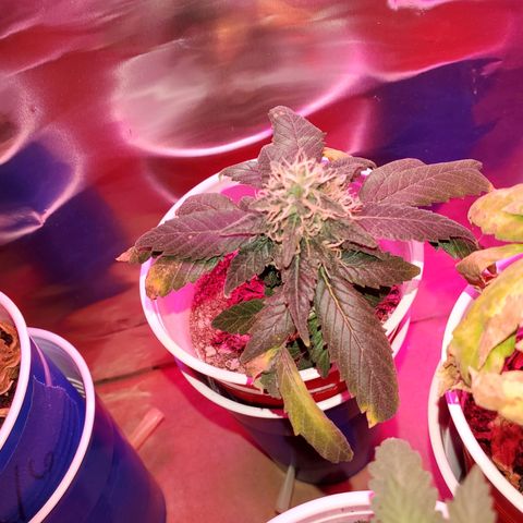 Unknown strain growlog timeline photo