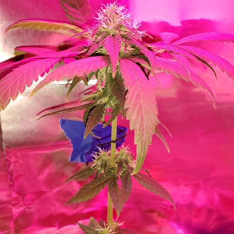 Unknown strain growlog timeline photo