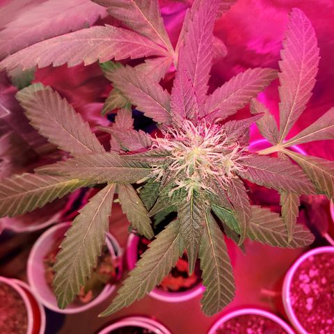 Unknown strain growlog timeline photo