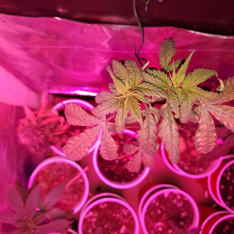 Unknown strain growlog timeline photo