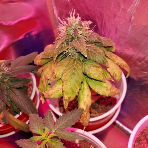 Unknown strain growlog timeline photo
