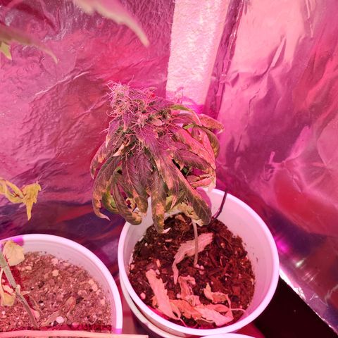 Unknown strain growlog timeline photo