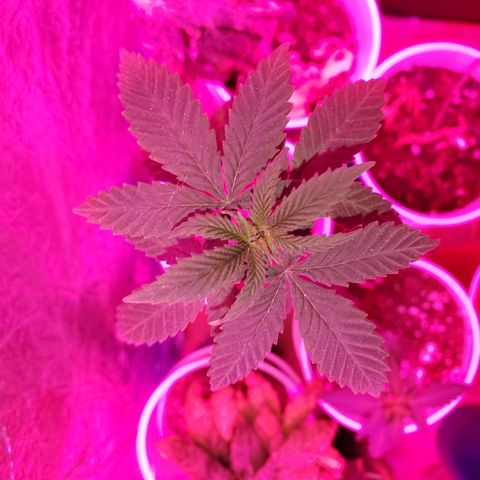 Unknown strain growlog timeline photo