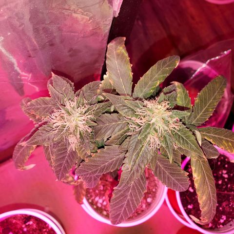 Unknown strain growlog timeline photo