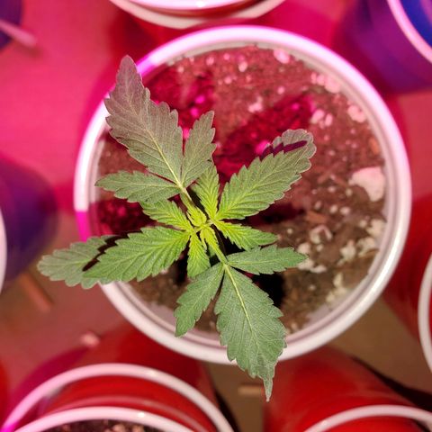 Blueberry Auto growlog photo: Blueberry's are looking good,  havent fed them since.  Keeping an eye out, may need to feed on week 4