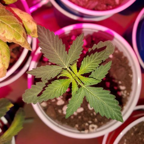 Blueberry Auto growlog photo: Blueberry's are looking good,  havent fed them since.  Keeping an eye out, may need to feed on week 4