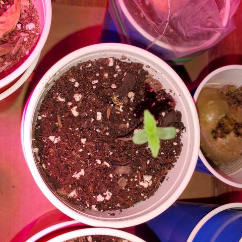 Blueberry Auto growlog photo: ACDC CBD