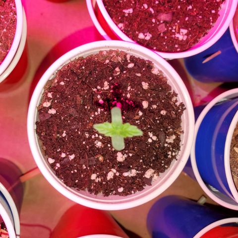 Blueberry Auto growlog photo: Auto Gorilla Glue