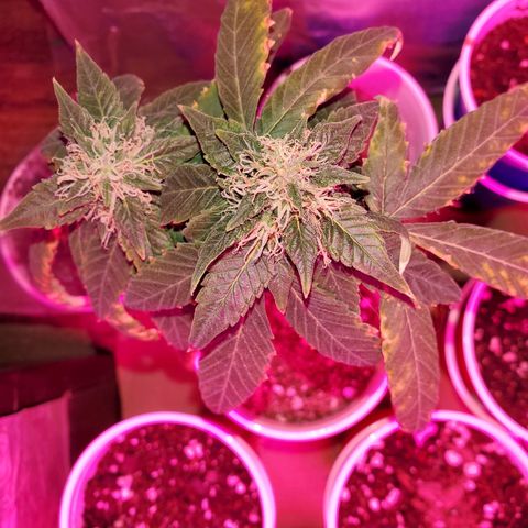 Unknown strain growlog timeline photo