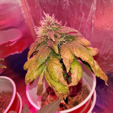 Unknown strain growlog timeline photo