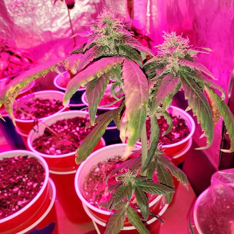 Unknown strain growlog timeline photo