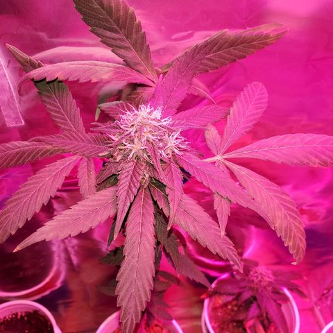 Unknown strain growlog timeline photo