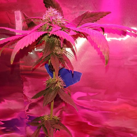 Unknown strain growlog timeline photo