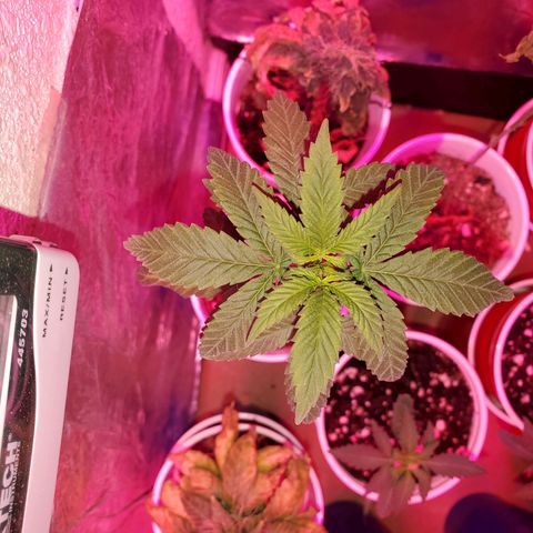 Unknown strain growlog timeline photo
