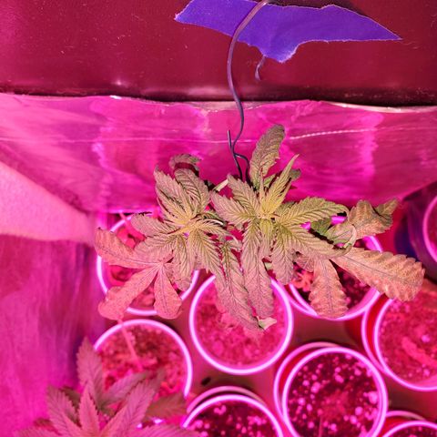 Unknown strain growlog timeline photo