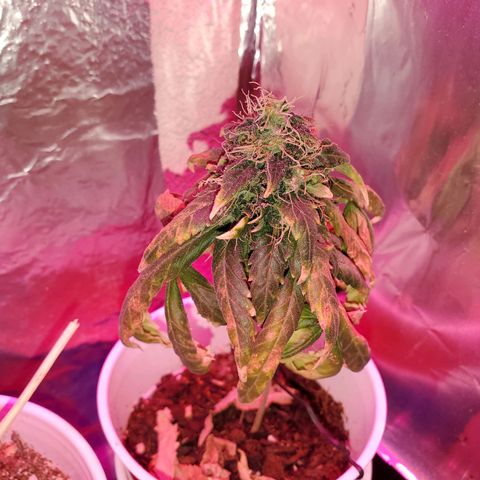 Unknown strain growlog timeline photo