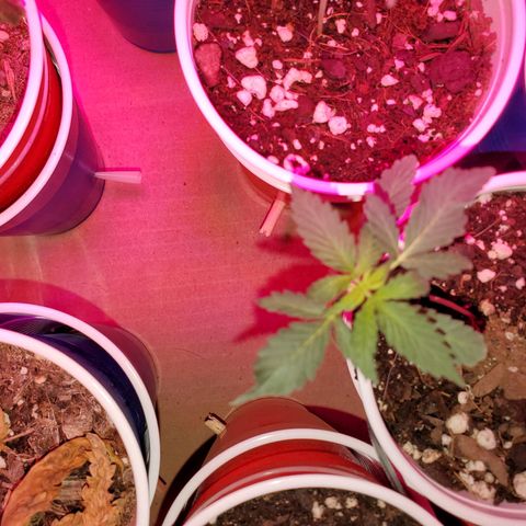 Blueberry Auto growlog photo: Blueberry's,  one is LST