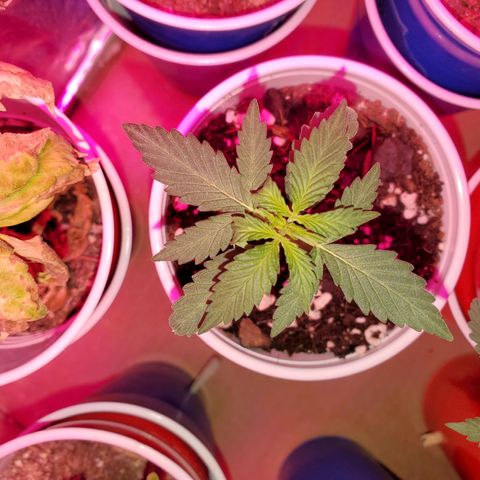 Blueberry Auto growlog photo: Blueberry's,  one is LST