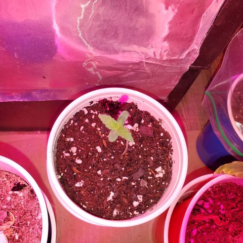 Blueberry Auto growlog photo: ACDC CBD