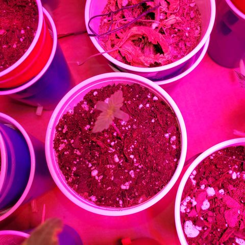 Blueberry Auto growlog photo: Gorilla Glue Auto