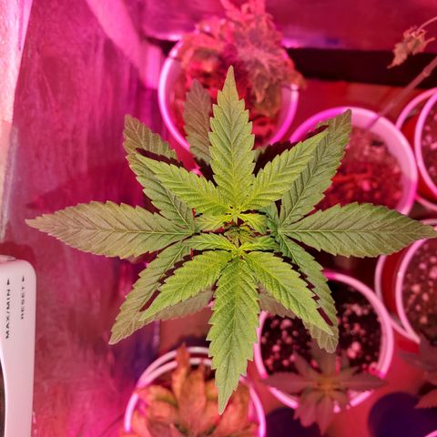 Unknown strain growlog timeline photo
