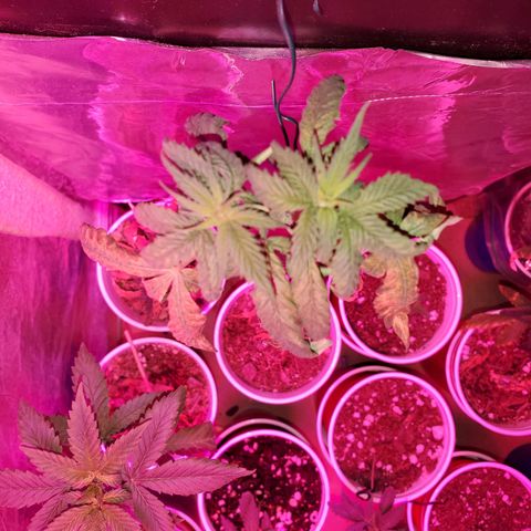 Unknown strain growlog timeline photo