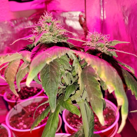 Unknown strain growlog timeline photo