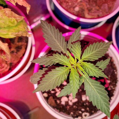 Blueberry Auto growlog photo: Bb