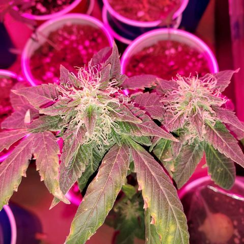 Unknown strain growlog timeline photo