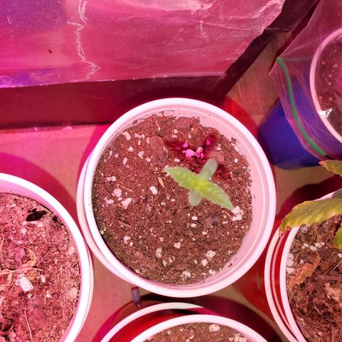 Blueberry Auto growlog photo: ACDC CBD