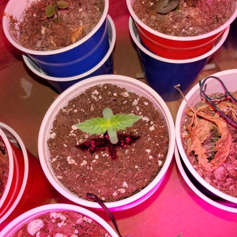 Blueberry Auto growlog photo: Gorilla Glue Auto
