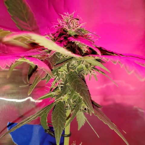 Unknown strain growlog timeline photo
