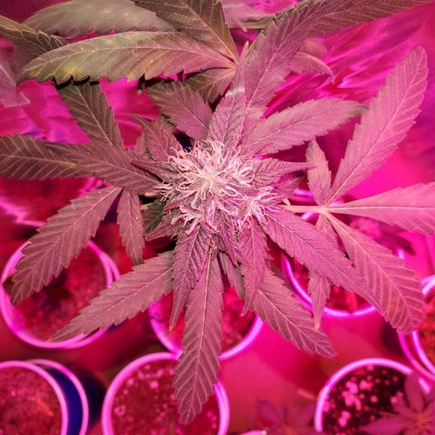 Unknown strain growlog timeline photo