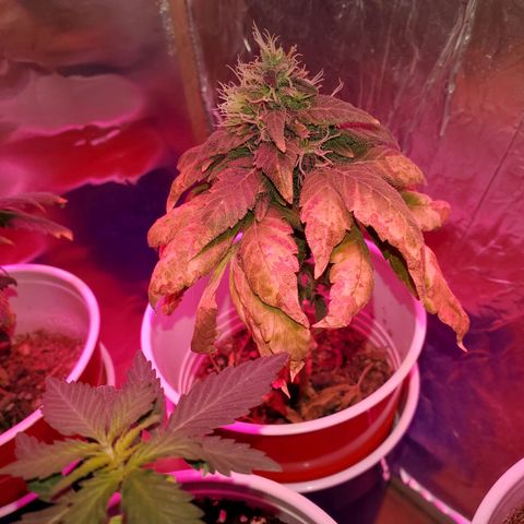 Unknown strain growlog timeline photo