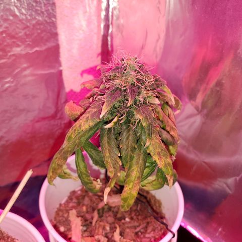 Unknown strain growlog timeline photo
