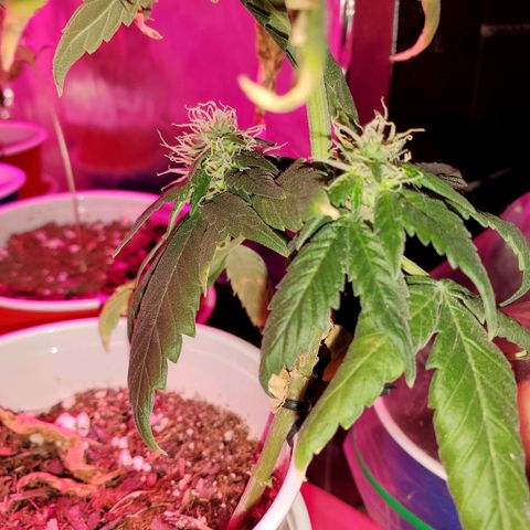 Unknown strain growlog timeline photo