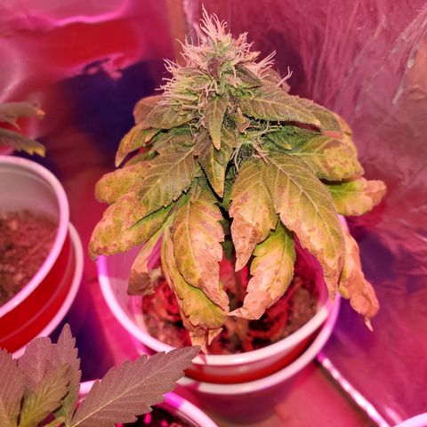 Unknown strain growlog timeline photo