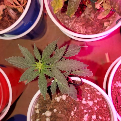 Blueberry Auto growlog timeline photo