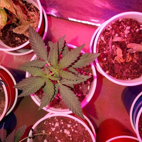 Blueberry Auto growlog timeline photo