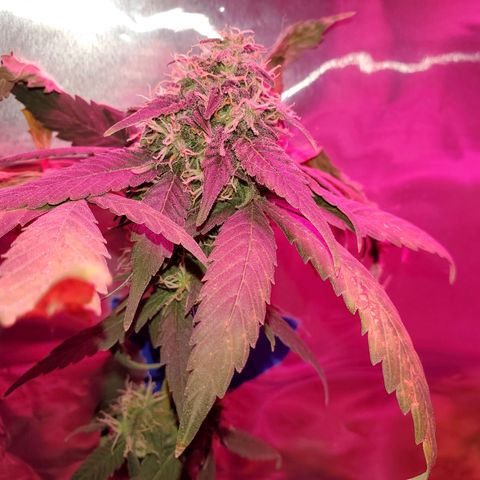 Unknown strain growlog timeline photo