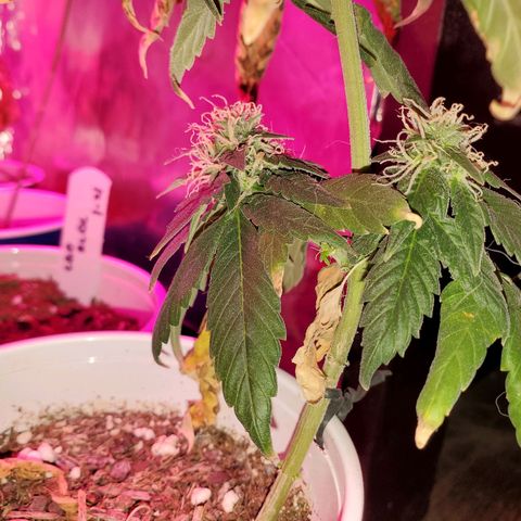 Unknown strain growlog timeline photo