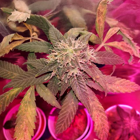 Unknown strain growlog timeline photo