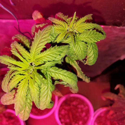 Unknown strain growlog timeline photo